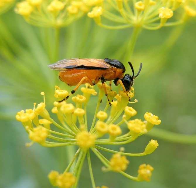 Argidae - botcsápú levéldarazsak