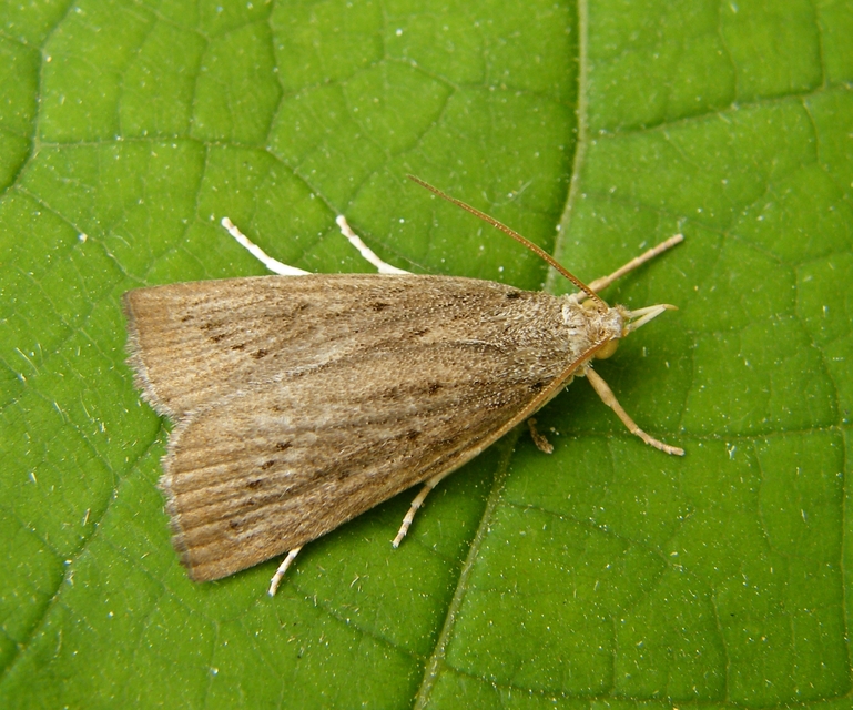 Calamotropha paludella - barna nádlevélmoly