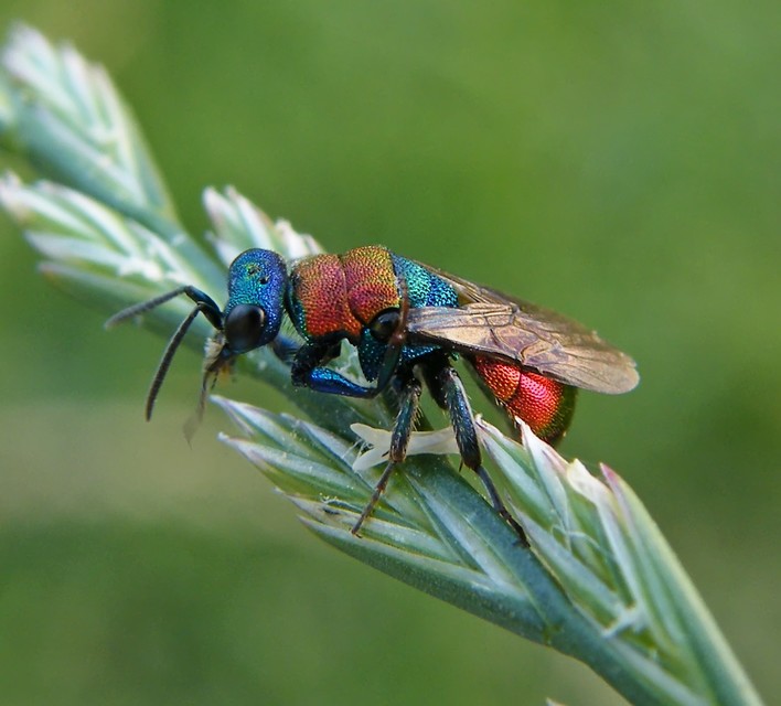 Chrysididae - fémdarazsak
