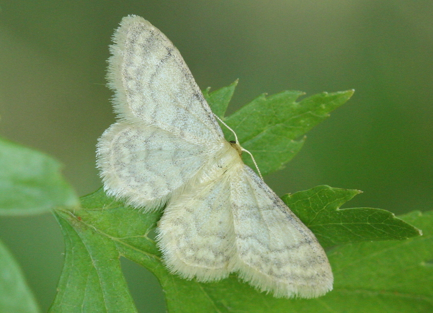 Idaea dilutaria - napvirág-apróaraszoló