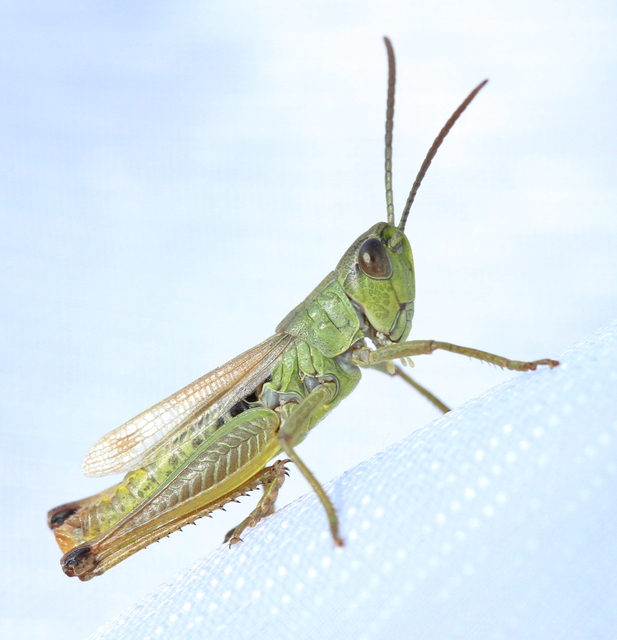 Pseudochorthippus parallelus - közönséges rétisáska