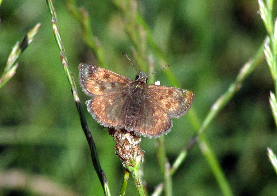 Erynnis tages - cigánylepke