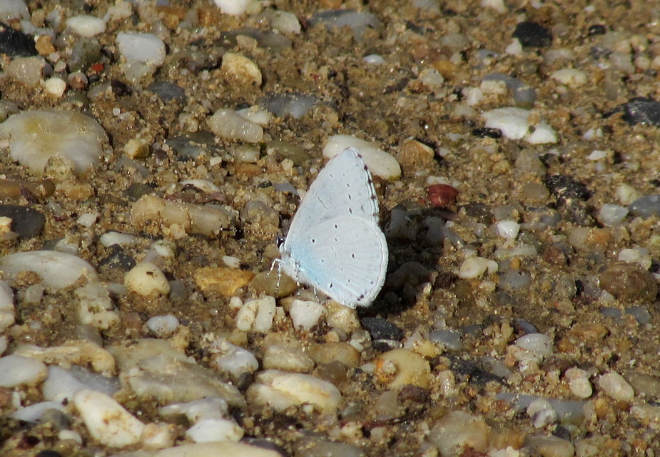 Celastrina argiolus - bengeboglárka