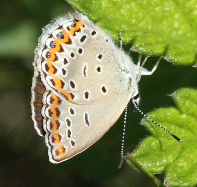 Plebejus argyrognomon - tintakék boglárka