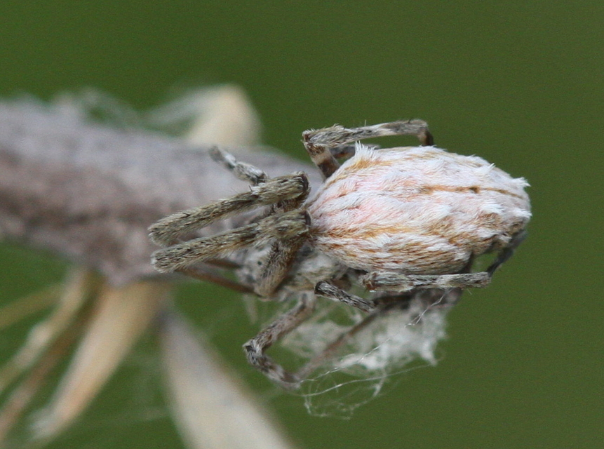 Uloborus walckenaerius - derespók
