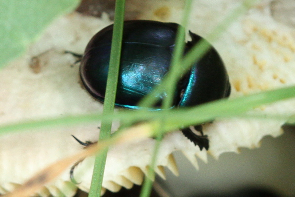 Trypocopris vernalis - tavaszi álganéjtúró