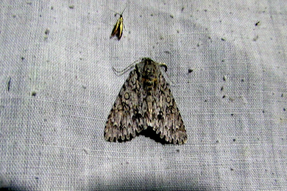 Acronicta aceris - vadgesztenye-szigonyosbagoly