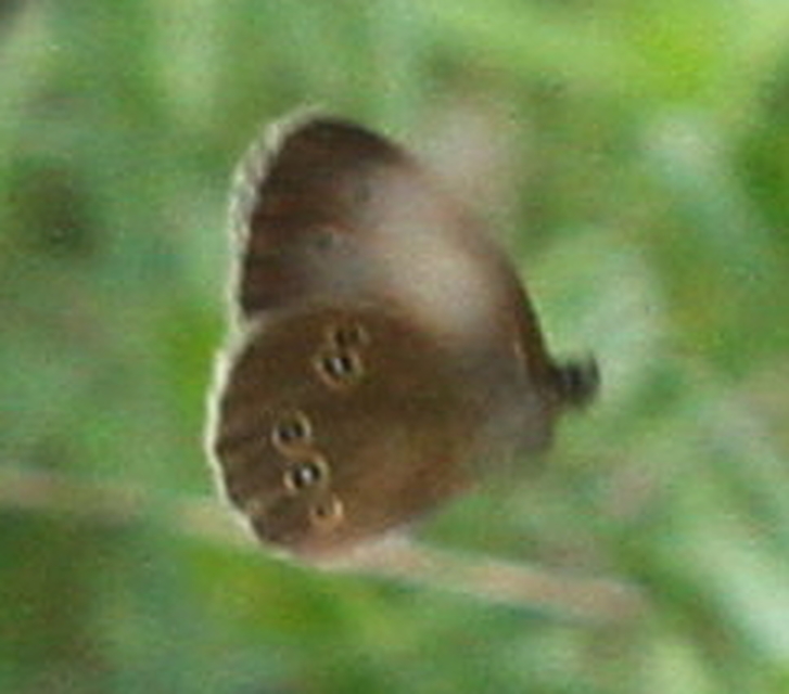 Aphantopus hyperanthus - közönséges ökörszemlepke