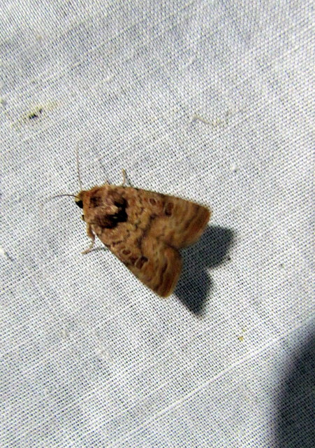 Hoplodrina octogenaria - barna selymesbagoly