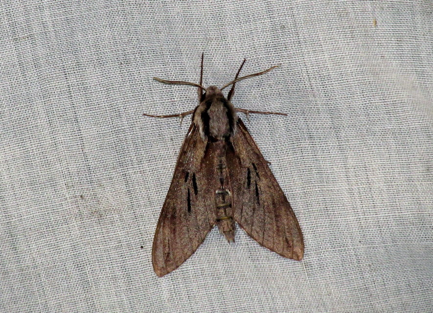 Hyloicus pinastri - fenyőszender
