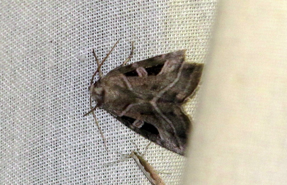 Eucarta virgo - mocsári ametisztbagoly