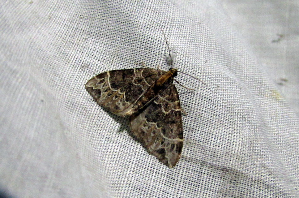 Ecliptopera silaceata - barna tarkaaraszoló