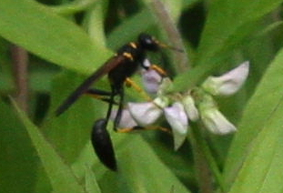 Sceliphron caementarium - feketenyelű lopódarázs