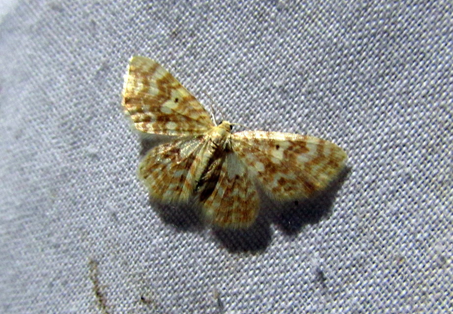 Hydrelia flammeolaria - narancssárga araszoló