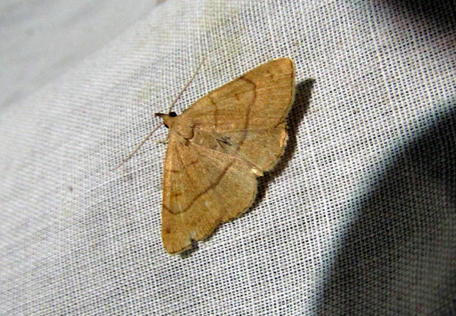 Paracolax tristalis - sárgás karcsúbagoly