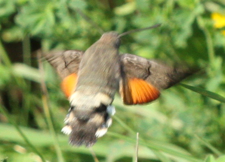 Macroglossum stellatarum - kacsafarkú szender