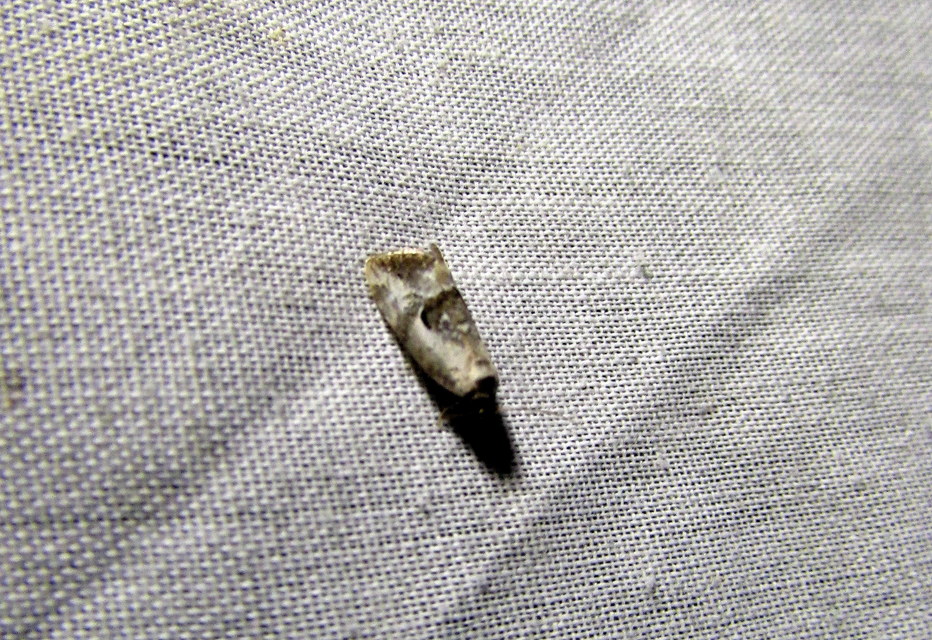 Hapalotis venustula - rózsaszínű mázasbagoly