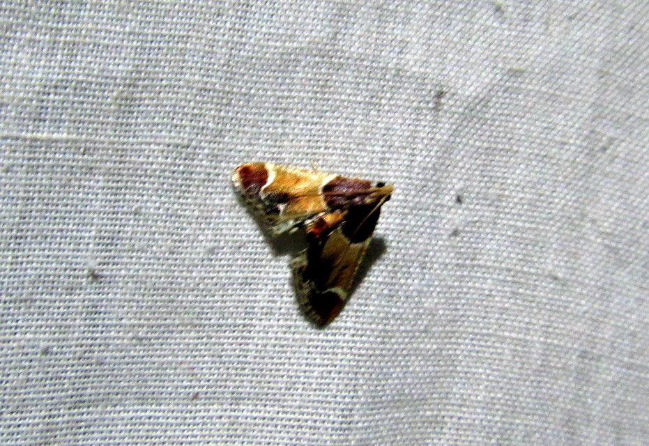 Pyralis farinalis - lisztilonca