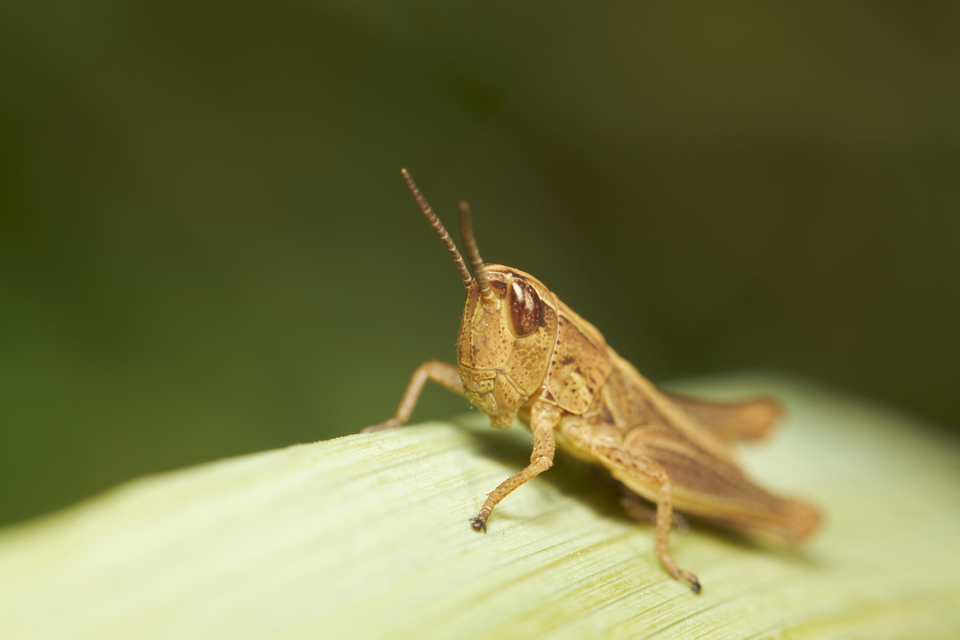 Euchorthippus
