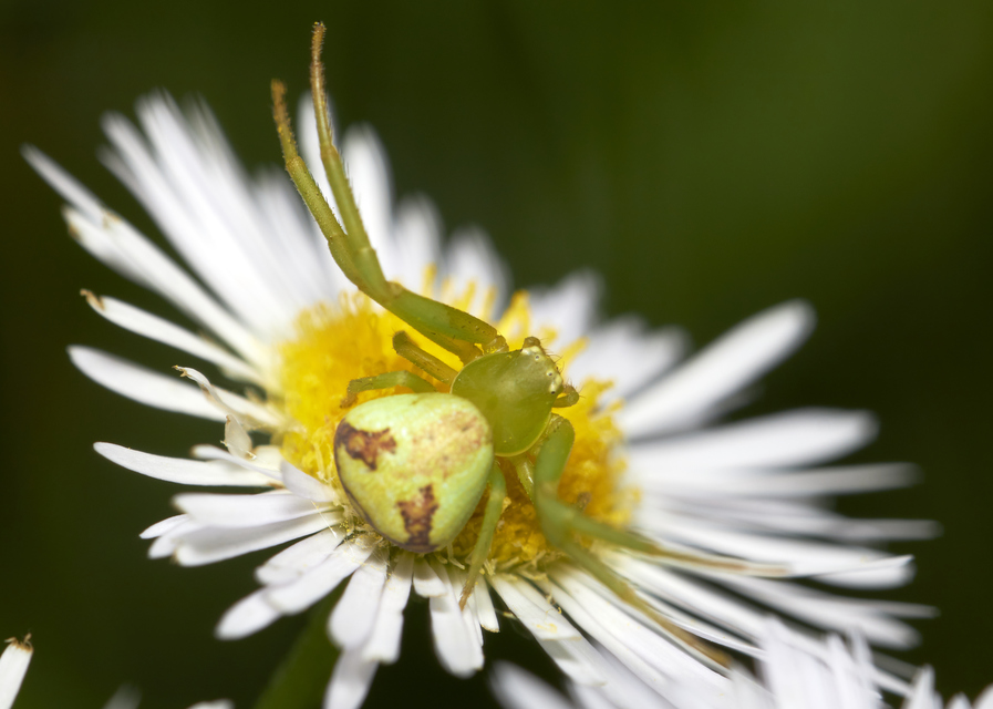 Ebrechtella tricuspidata - alakoskodó karolópók