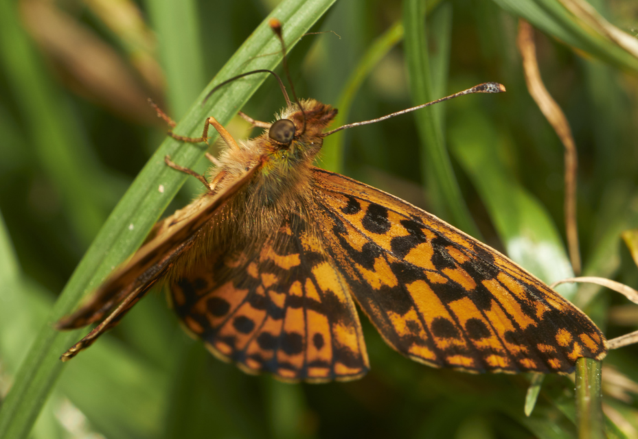 Boloria dia - kis gyöngyházlepke