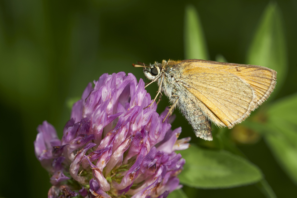 Thymelicus lineola - vonalas busalepke