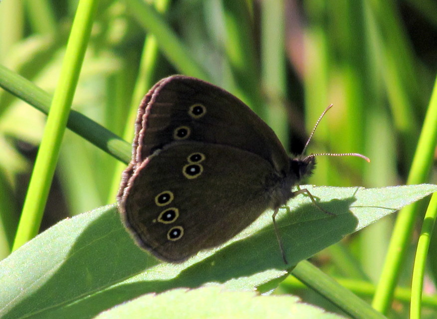 Aphantopus hyperanthus - közönséges ökörszemlepke