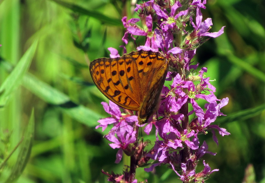 Argynnis adippe - ezüstös gyöngyházlepke
