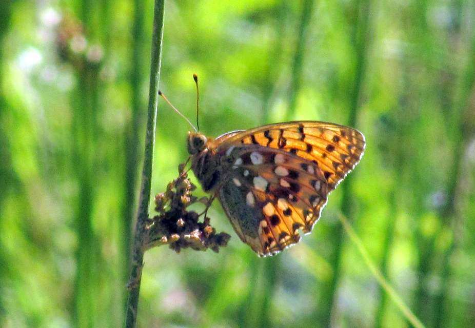 Argynnis aglaja - kerekfoltú gyöngyházlepke