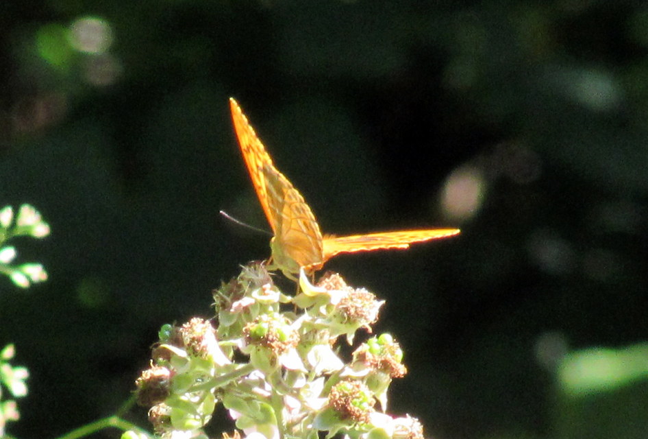 Argynnis paphia - nagy gyöngyházlepke