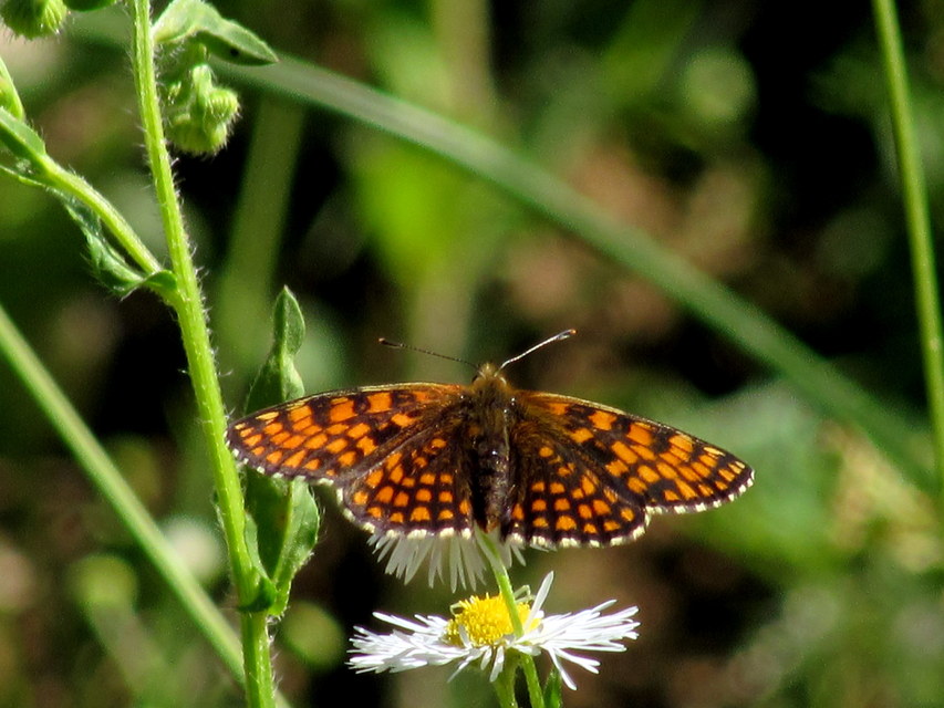 Melitaea athalia - közönséges tarkalepke