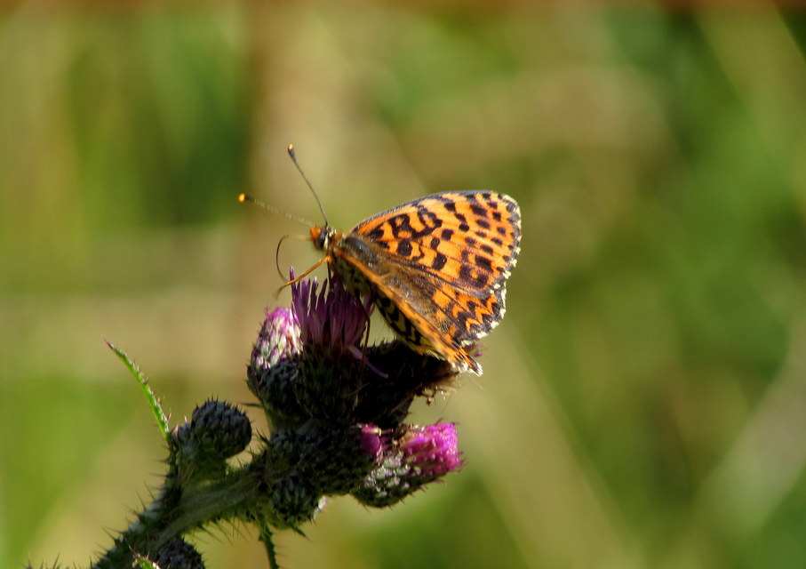 Melitaea didyma - tüzes tarkalepke