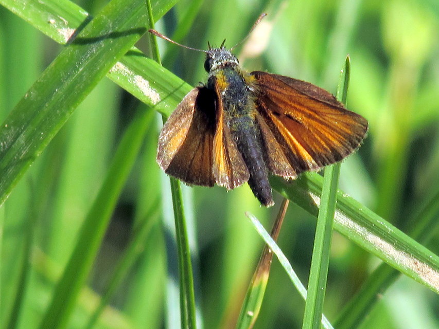 Thymelicus lineola - vonalas busalepke