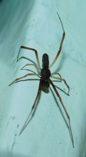 Episinus truncatus - csonka törpepók