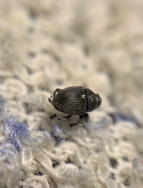 Glocianus moelleri - szürkeszőrű gömbdedormányos