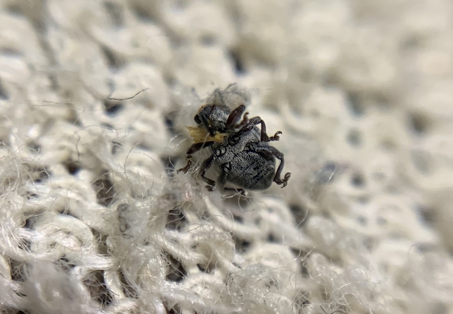 Glocianus moelleri - szürkeszőrű gömbdedormányos