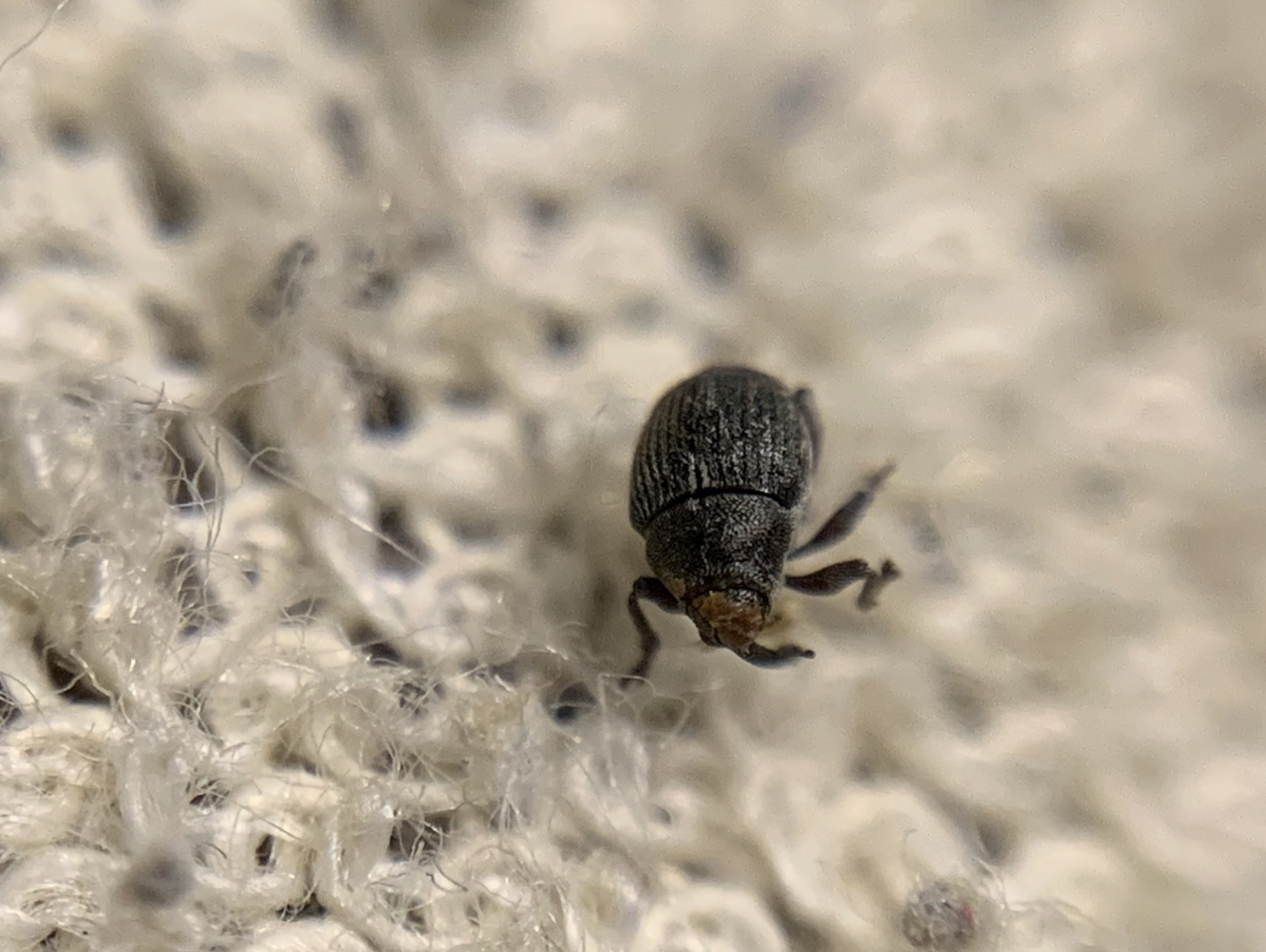 Glocianus moelleri - szürkeszőrű gömbdedormányos