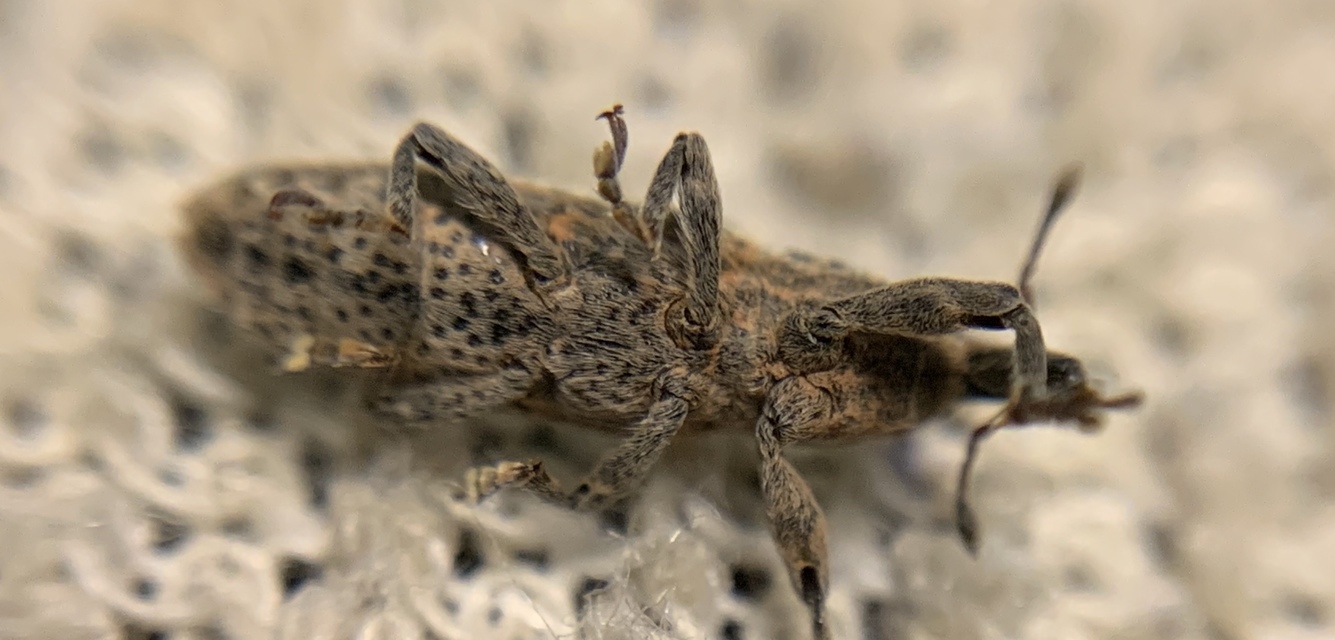 Lixus ochraceus - retek-dudvabarkó