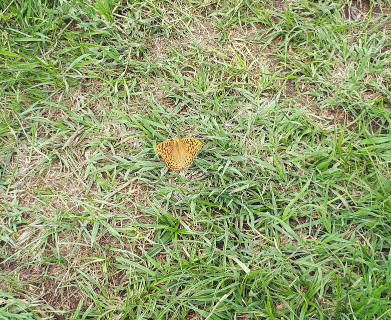 Argynnis pandora - zöldes gyöngyházlepke