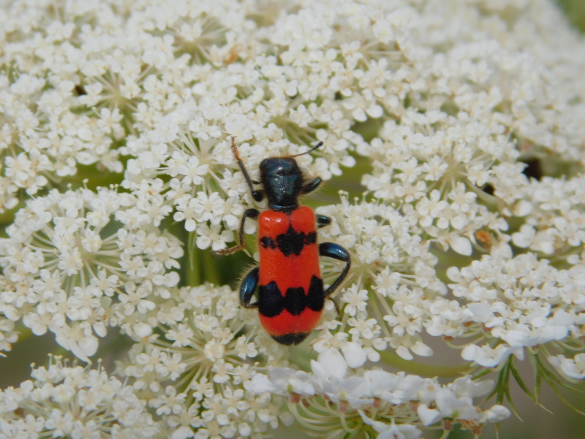 Trichodes apiarius - szalagos méhészbogár
