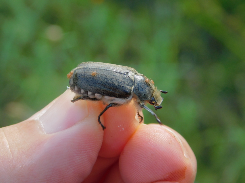 Anoxia pilosa - pusztai cserebogár