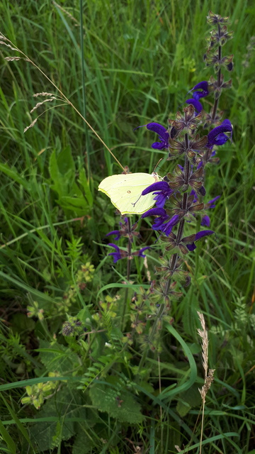 Gonepteryx rhamni - citromlepke