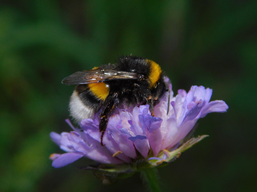 Bombus terrestris/lucorum