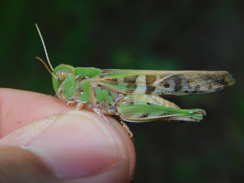 Oedaleus decorus - szalagos sáska