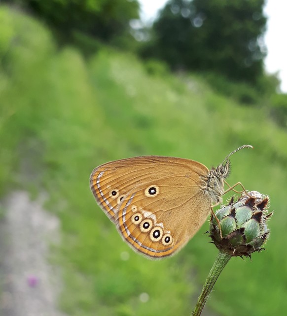 Coenonympha oedippus - ezüstsávos szénalepke