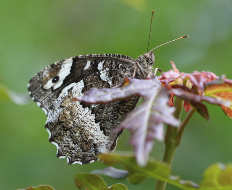 Brintesia circe - fehéröves szemeslepke
