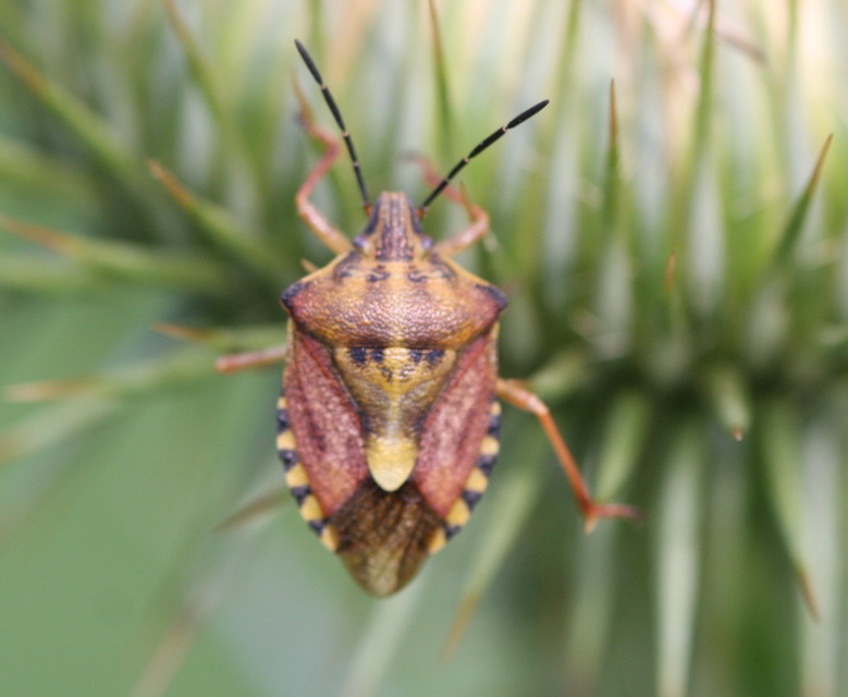 Carpocoris