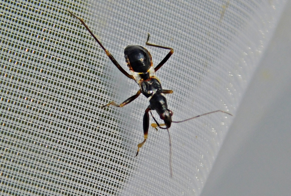Himacerus