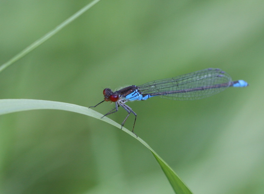 Erythromma viridulum - kis pirosszemű-légivadász