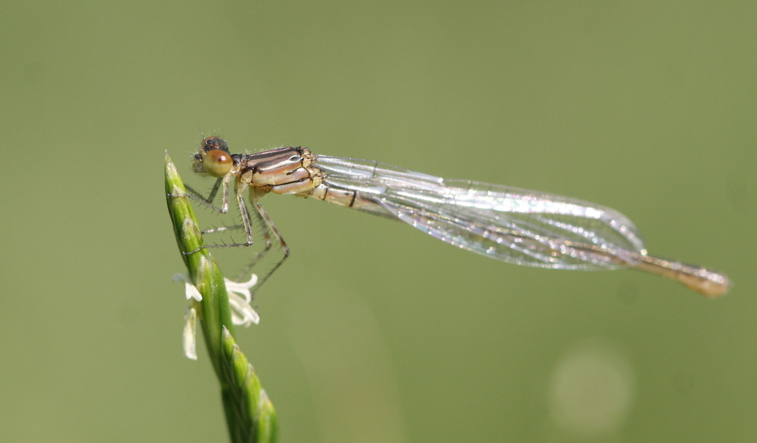 Erythromma viridulum - kis pirosszemű-légivadász